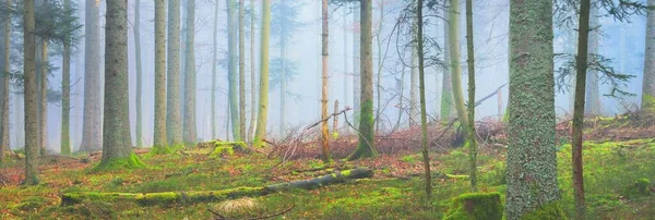 Rejtélyes Örökzöld Erdő Ködben Hatalmas Fenyők Moha Páfrány Növények Franciaország — Stock Fotó