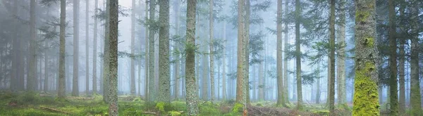 Mystérieuse Forêt Feuilles Persistantes Dans Brouillard Puissants Pins Mousses Fougères — Photo