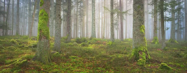 Mystisk Vintergrön Skog Dimma Mäktiga Tallar Mossa Ormbunkar Växter Frankrike — Stockfoto