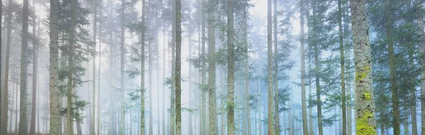 Floresta Perene Misteriosa Num Nevoeiro Pinheiros Poderosos França Europa Paisagem — Fotografia de Stock