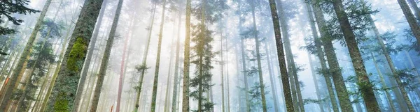 Mystisk Vintergrön Skog Dimma Mäktiga Tallar Frankrike Europa Mörkt Stämningsfullt — Stockfoto