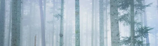 Floresta Perene Misteriosa Num Nevoeiro Pinheiros Poderosos França Europa Paisagem — Fotografia de Stock