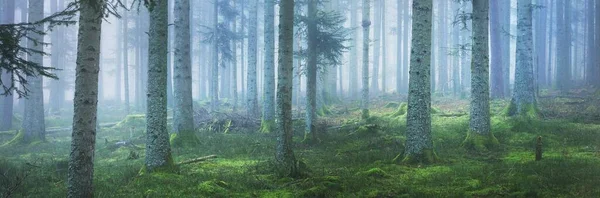 Mystérieuse Forêt Feuilles Persistantes Dans Brouillard Puissants Pins Mousses Fougères — Photo