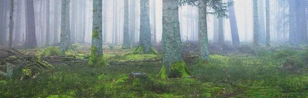 Mystérieuse Forêt Feuilles Persistantes Dans Brouillard Puissants Pins Mousses Fougères — Photo