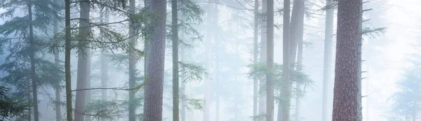 在雾中神秘的常绿森林 巨大的松树 黑暗的秋天风景 全景风景 生态旅游 — 图库照片