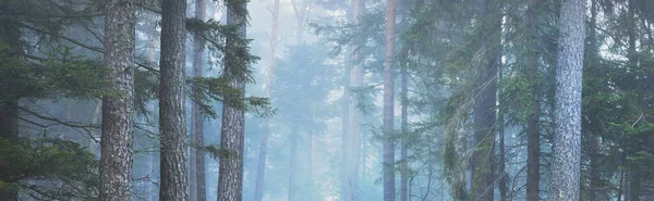 Rejtélyes Örökzöld Erdő Ködben Hatalmas Fenyőfák Franciaország Európa Sötét Atmoszférikus — Stock Fotó