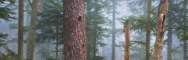 Mystisk Vintergrön Skog Dimma Mäktiga Tallar Frankrike Europa Mörkt Stämningsfullt — Stockfoto