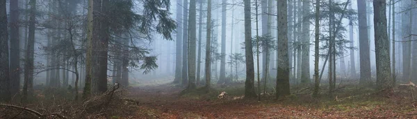 Dirt Road Pathway Mysterious Evergreen Forest Fog Mighty Pine Trees — Stock Photo, Image