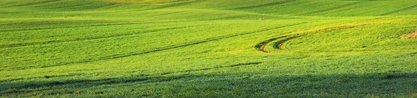 Зеленый Вспахал Сельскохозяйственное Поле Тракторными Дорожками Закате Крупным Планом Золотой — стоковое фото