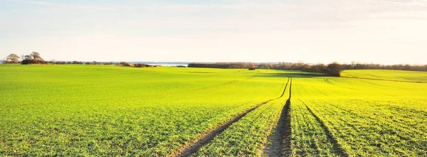 Zelené Orané Pole Stopami Traktoru Pestrobarevným Zlatým Lesem Při Západu — Stock fotografie