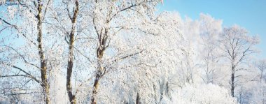 Karla kaplı ağaçlar. Kar fırtınasından sonra orman. Gün doğumu, saf güneş ışığı. Kış Harikalar Diyarı. Panoramik manzara