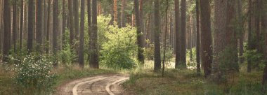 Evergreen Ormanı 'nın tepelerine giden yol. Dünya, doğa, çevre koruma, ekoloji. Ekoloji, sürdürülebilir seyahat, yenilenebilir turizm, dinlenme, yürüyüş kavramları