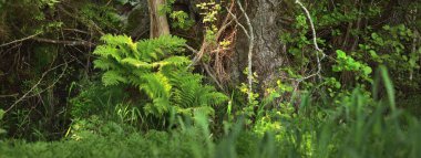 Baltık Denizi kıyısındaki sonsuz yeşil kozalaklı orman. Büyük kökleri, yosunları ve eğreltiotu olan yaşlı ağaçlar. Ruhnu Adası, Estonya. Gizemli manzara. Seyahat yerleri, çevresel koruma