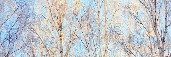 Alberi Innevati Foresta Dopo Una Bufera Alba Luce Del Sole — Foto Stock