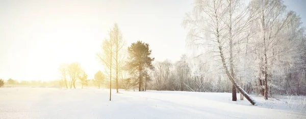 雪に覆われた木 吹雪の後の森 日の出 純粋な日差し 冬の不思議の国 パノラマ風景 — ストック写真