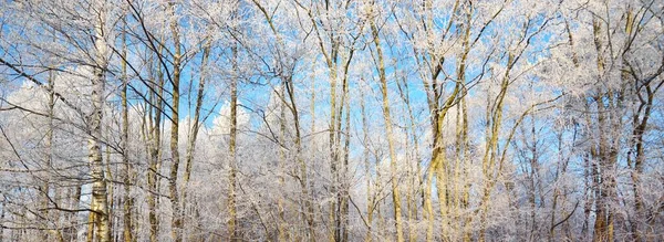 Karla Kaplı Ağaçlar Kar Fırtınasından Sonra Orman Gün Doğumu Saf — Stok fotoğraf