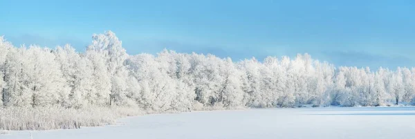 Des Arbres Enneigés Forêt Après Blizzard Lever Soleil Pure Lumière — Photo