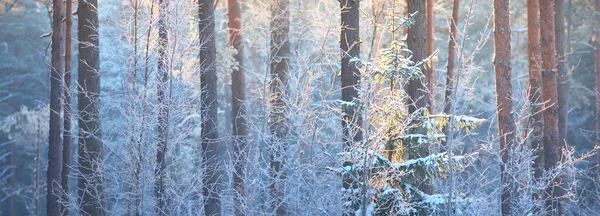 Evig Majestetisk Barskog Etter Snøstorm Einebær Graner Furutrær Ved Solnedgang – stockfoto