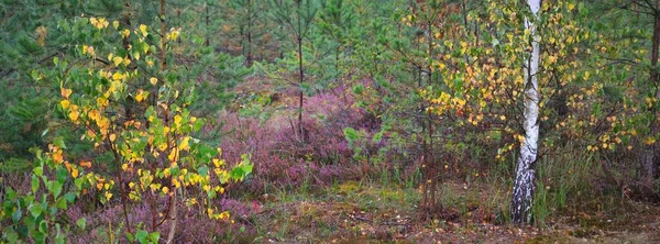 Forest Floor Blooming Heather Flowers Morning Haze Young Fir Birch — Stock Photo, Image