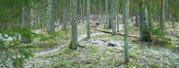 雄大な北常緑の森の丘を通過します 黄金の葉 強大な松やトウヒの木 木のログ 最初の雪 パノラマビュー 大気の風景 自然生態学 — ストック写真