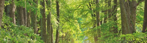 Letní Krajina Ulička Mezi Vysokými Listnatými Zelenými Stromy Městském Parku — Stock fotografie