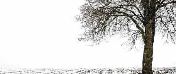 Árvores Solitárias Num Nevoeiro Nevasca Paisagem Inverno Atmosférica Natureza Ecologia — Fotografia de Stock