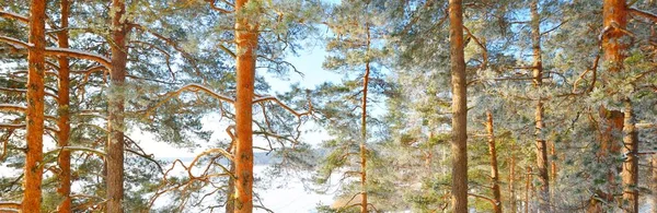 눈보라가 지나간 상록수 녘에는 주니퍼 가문비나무 소나무등 부드러운 겨울의 라플란드 — 스톡 사진