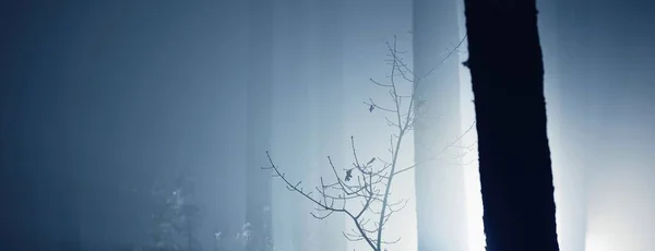 Majestätischer Immergrüner Wald Der Nacht Nebel Geheimnisvolles Licht Stimmungsvolle Landschaft — Stockfoto