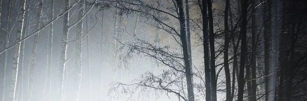 Величний Вічнозелений Ліс Тумані Вночі Таємниче Світло Атмосферний Ландшафт Самотність — стокове фото
