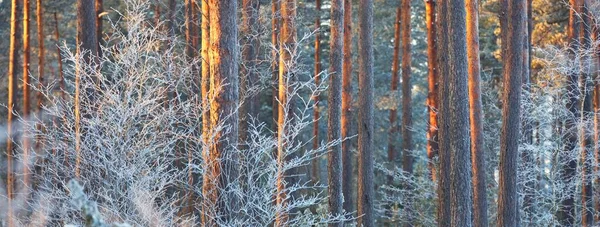 Majestosa Floresta Coníferas Perenes Depois Uma Nevasca Junípero Abeto Pinheiros — Fotografia de Stock