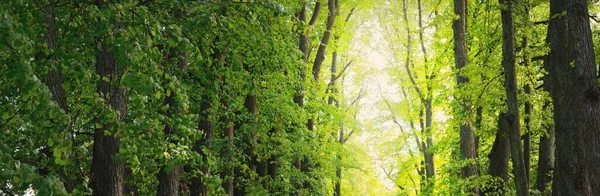 Letni Krajobraz Aleja Przez Wysokie Liściaste Zielone Drzewa Parku Miejskim — Zdjęcie stockowe