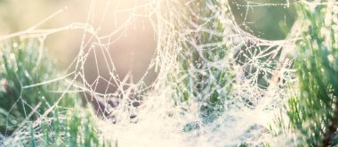 Gün doğumunda genç kozalaklı orman. Spruce dalları, örümcek ağı ve çiy damlaları. Saf sabah güneşi. Letonya