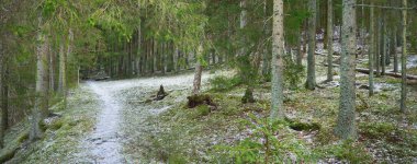 Kuzey Evergreen ormanının görkemli tepelerinden geçen yol. Altın yapraklar, güçlü çam ve çam ağaçları, ağaç kütükleri, buzullar, ilk kar. Panoramik manzara. Atmosferik manzara. Doğa, ekoloji