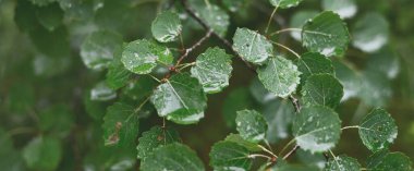Çiy ve yağmur damlaları ile yeşil yapraklar, doku, yakın çekim. Soyut doğal şablon. Grafiksel kaynaklar, makro fotoğrafçılık, konsept sanat, sükunet, saf doğa kavramları