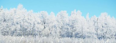 Karla kaplı ağaçlar. Kar fırtınasından sonra orman. Gün doğumu, saf güneş ışığı. Kış Harikalar Diyarı. Panoramik manzara