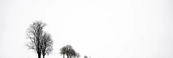 Lonely Trees Fog Blizzard Atmospheric Winter Landscape Nature Ecology Climate — Stock Photo, Image