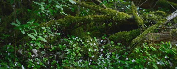 Bosque Perenne Majestuoso Oscuro Moss Helechos Plantas Flores Silvestres Raíces —  Fotos de Stock