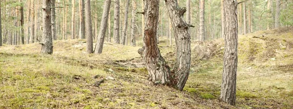 Vägen Genom Kullarna Den Vintergröna Skogen Jord Natur Miljöskydd Ekologi — Stockfoto