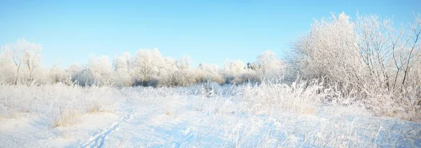 Árvores Cobertas Neve Floresta Depois Uma Nevasca Nascer Sol Pura — Fotografia de Stock