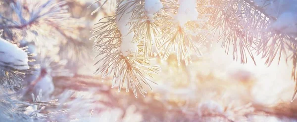 Ramo Pino Giovane Con Una Cono Coperta Hoarfrost Aghi Primo — Foto Stock