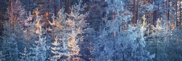 Majestatyczny Wiecznie Zielony Las Iglasty Zamieci Juniper Świerk Sosny Zachodzie — Zdjęcie stockowe