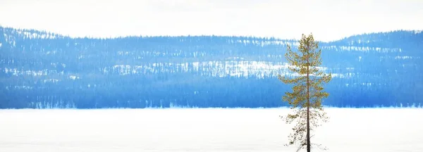 Pinheiros Jovens Lago Congelado Depois Uma Nevasca Dia Claro Picos — Fotografia de Stock