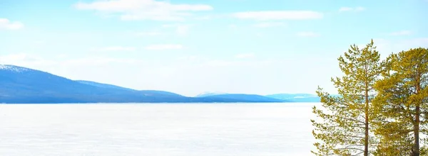 Молодые Сосны Замерзшее Озеро После Метели Ясный День Горные Вершины — стоковое фото