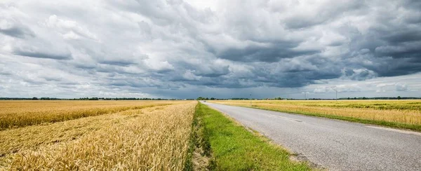 Pole Zemědělských Plodin Rostliny Zblízka Venkovská Scéna Příroda Životní Prostředí — Stock fotografie