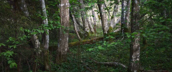 Темный Величественный Вечнозеленый Лес Мох Папоротник Растения Полевые Цветы Корни — стоковое фото