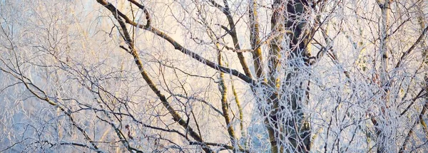 눈덮인 나무들 눈보라가 지나간 겨울의 파노라마같은 — 스톡 사진