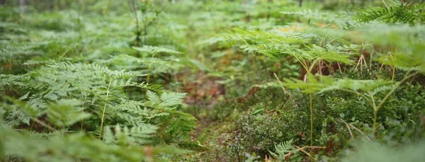 Νεαρά Φύλλα Φτέρης Στο Σκοτεινό Βόρειο Αειθαλές Δάσος Δυνατά Δέντρα — Φωτογραφία Αρχείου