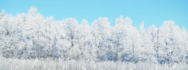 白雪覆盖的树 暴风雪过后的森林 纯净的阳光 冬天的仙境全景景观 — 图库照片