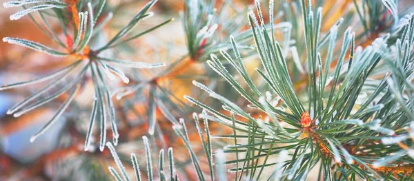 Young Pine Tree Branch Cone Covered Hoarfrost Needles Close Evergreen — Stock Photo, Image