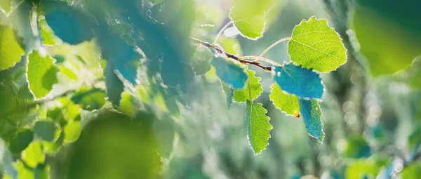 Green Leaves Dew Raindrops Texture Close Abstract Natural Pattern Graphic — Stock Photo, Image